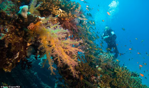 San hô mềm và đàn cá kình.