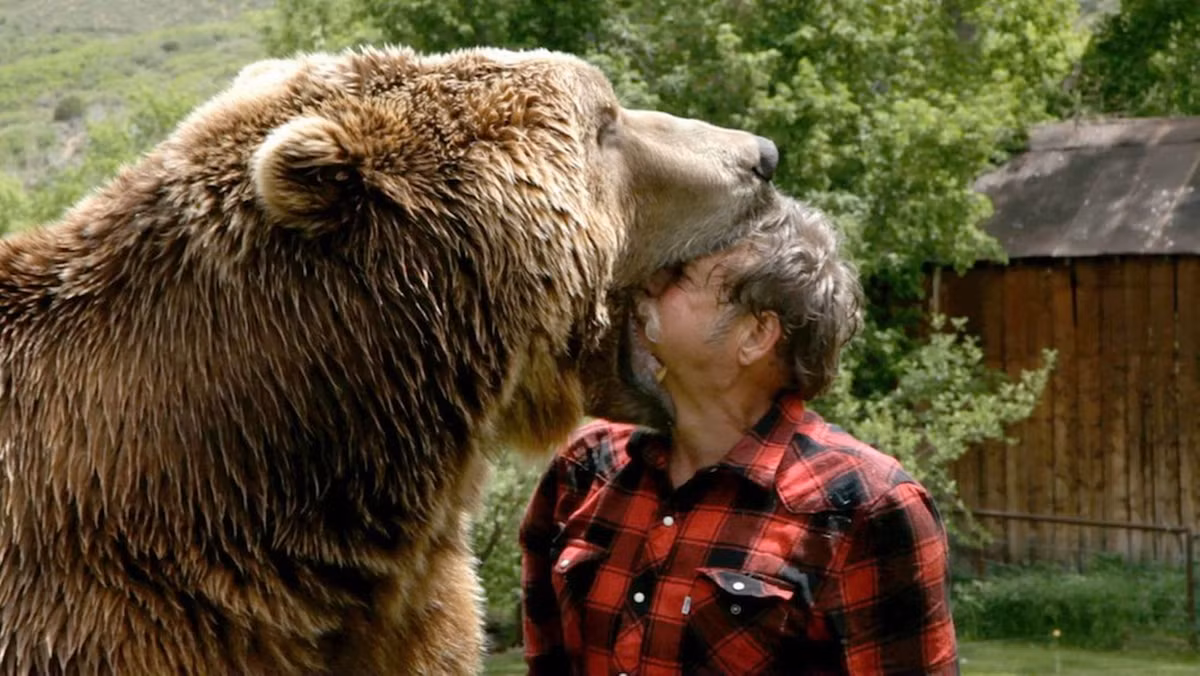 Một huấn luyện gấu đã đùa nghịch với tính mạng mình bằng cách đưa đầu mình vào trong miệng của một con gấu xám Bắc Mỹ.