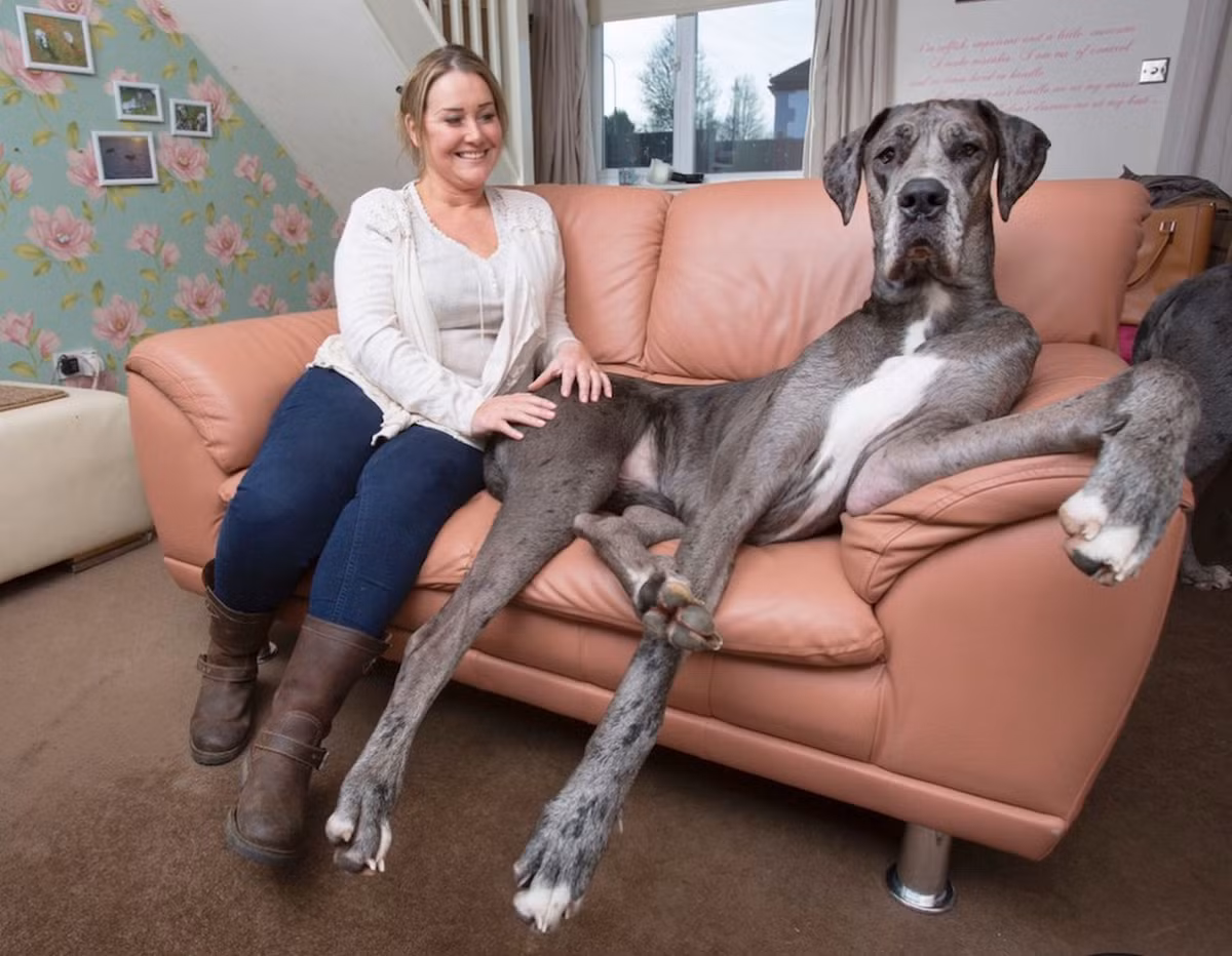 Freddy, chú chó 18 tháng tuổi lớn nhất nước Anh đang thoải mái tạo dáng chụp ảnh trên ghế cùng chủ của mình.