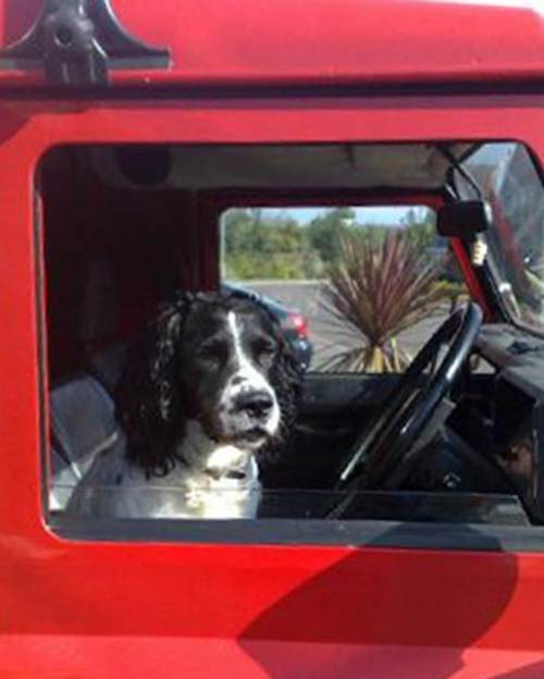 Alfie cũng là một chuyên gia đánh hơi vũ khí, đạn dược và giữ cho thành phố an toàn khi thường xuyên sử dụng khứu giác của mình để đánh hơi các loại vũ khí. Trong một vụ cướp có vũ trang ở Alsager, Cheshire năm 2011, Alfie đã tìm thấy nơi cất giấu vũ khí của hung thủ, đây là một bằng chứng cực kỳ quan trọng trong vụ án.