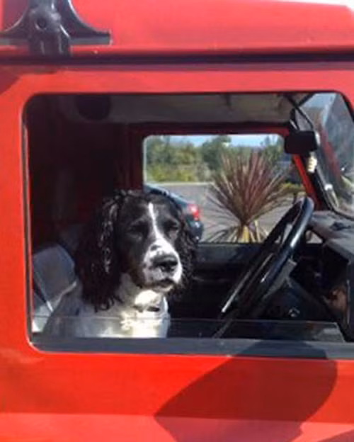 Alfie cũng là một chuyên gia đánh hơi vũ khí, đạn dược và giữ cho thành phố an toàn khi thường xuyên sử dụng khứu giác của mình để đánh hơi các loại vũ khí. Trong một vụ cướp có vũ trang ở Alsager, Cheshire năm 2011, Alfie đã tìm thấy nơi cất giấu vũ khí của hung thủ, đây là một bằng chứng cực kỳ quan trọng trong vụ án.