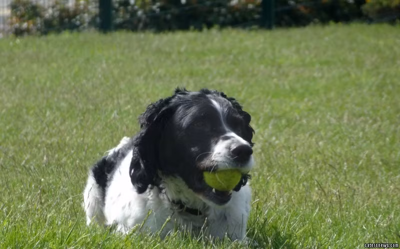 Gia nhập sở cảnh sát Staffordshire vào năm 2006, Alfie lập được rất nhiều chiến công hiển hách.