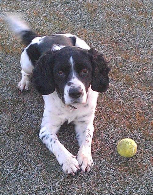 Danh sách các chiến công của chú chó cảnh sát này ngày một dài với bảng thành tích càng ngày càng ấn tượng.