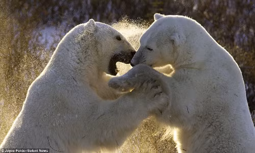 Con gấu bên trái khoe hàm răng sắc nhọn như đe dọa con gấu bên phải.