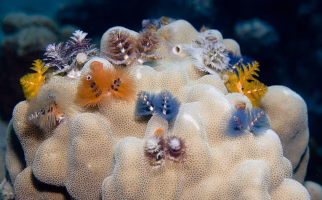 Cũng là giun nhưng không sống dưới đất, cũng không ký sinh vào vật chủ nào, giun cây thông Giáng sinh chọn sống dưới đại dương và phát triển với hình dáng vô cùng đẹp mắt, đáng yêu.