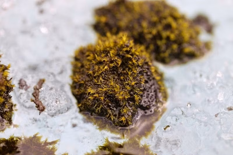 Lớp rêu tiếp tục phát triển và cách ly với bề mặt sông băng, nghĩa là rêu mọc trên một lớp vật chất khi băng xung quanh tan chảy.