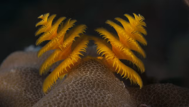 Những chùm lông trên thân giun chính là cơ quan giúp chúng ăn và hô hấp. Chúng thường làm nhà trên những rạn san hô ở các vùng biển nhiệt đới, đào hang sâu xuống và thọ tới 40 năm.