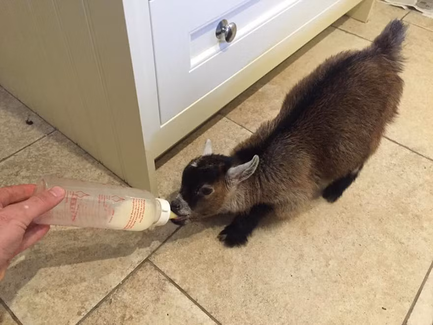 Đa phần chú dê con nhanh trí này được Tom cho ăn khoảng 5-6 lần/ngày, thậm chí có cả bữa ăn lúc 4h sáng.