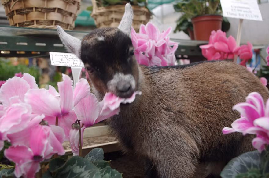 Benji chạy nhảy khắp nơi và thưởng thức vài bông hoa trong khi chờ Tom làm việc.