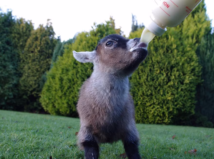 Mỗi ngày, Benji đều được Tom chăm sóc chu đáo, cẩn thận y như một người mẹ.