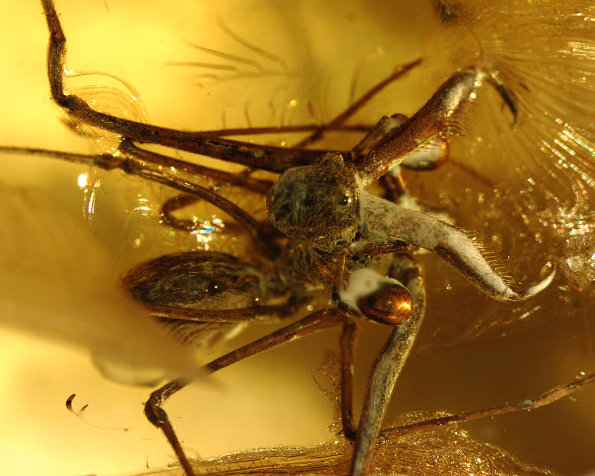 Nhện con chỉ ở với nhện mẹ vài ngày, sau đó sẽ bắt đầu cuộc sống mới một cách độc lập.