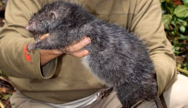 Tuy nhiên, chương trình này dường như không thực sự hiệu quả nên dân số chuột vẫn đông hơn dân số người dân ở thủ đô Iran.