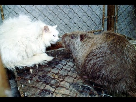 Kết quả là, chuột ngày càng to lớn hơn với diện mạo cùng sự khác biệt so với trước đây. Chúng phát triển từ 60g vọt tới 5kg, lớn hơn cả mèo nên mèo cũng đành bó tay trước chúng.