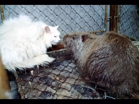 Kết quả là, chuột ngày càng to lớn hơn với diện mạo cùng sự khác biệt so với trước đây. Chúng phát triển từ 60g vọt tới 5kg, lớn hơn cả mèo nên mèo cũng đành bó tay trước chúng.