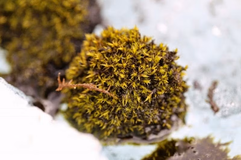 Chúng được đặt tên là chuột đá băng, được hình thành khi rêu bắt đầu phát triển xung quanh các hòn đất hay một tảng đá nhỏ nằm trên bề mặt sông băng. Theo thời gian, chúng phát triển thành một lớp rêu khá dày.