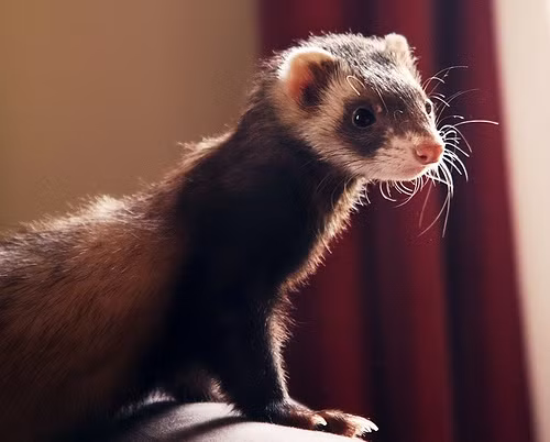 Với bản tính tò mò, tinh nghịch, chồn là loài thú nuôi hết sức đáng yêu. Tuy nhiên, bạn cần cẩn thận nếu không, nó sẽ đào cả nền nhà của bạn làm hang.