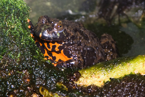 Cóc tía phương Đông được nhiều người yêu thích bởi dung mạo đặc biệt và thói quen ăn bằng cách dùng 2 chân trước đưa thức ăn vào miệng chứ không lấy lưỡi cuốn vào như đồng loại của nó.