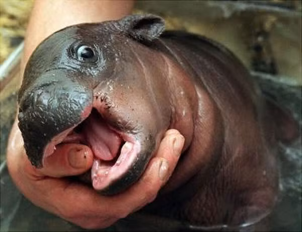  Trong lịch sử, Tổng thống Mỹ Calvin Coolidge từng được tặng một chú hà mã lùn làm thú cưng. Tuy nhiên, dường như Nhà Trắng không thích hợp làm nhà cho nó nên sau đó, Tổng thống đã tặng cho vườn thú Smithsonian. 