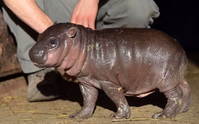  Chú hà mã con xinh xắn này có tên là Harry, hiện đang được nuôi dưỡng trong vườn thú Cango Wildlife Ranch. 