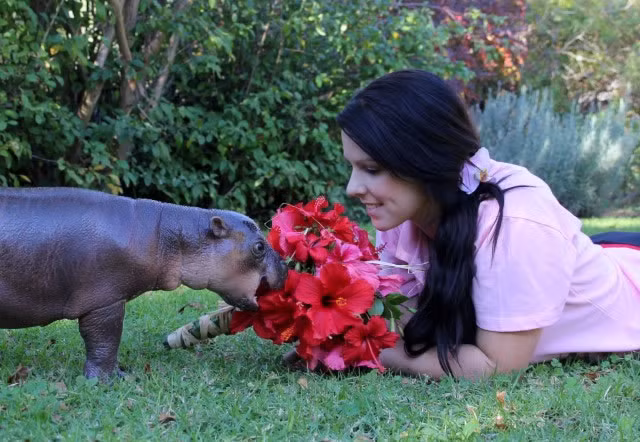  Chúng tôi đang nói đến giống hà mã lùn – loài hà mã có kích thước nhỏ nhắn chỉ bằng 1/10 so với đồng loại to lớn khủng khiếp của chúng. 