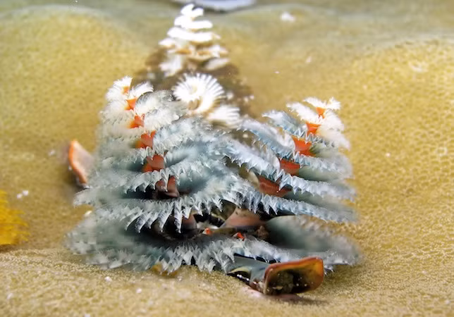 Khi cảm thấy bị đe dọa, những cây thông Giáng sinh này cũng có thể nhanh chóng rút vào hốc của các rạn san hô để lẩn tránh mối nguy hiểm.