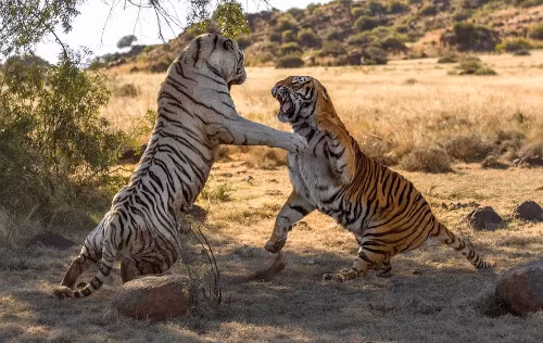 Hai con gầm rú lao vào nhau dữ dội.