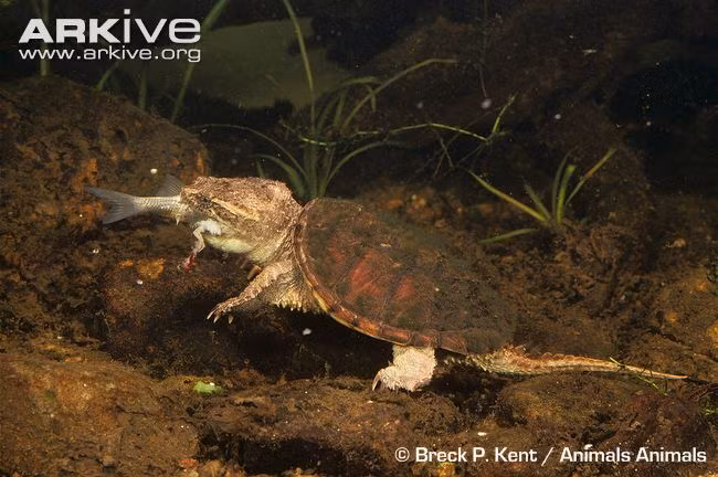 Tuy có vẻ chậm chạp nhưng lúc cần thiết chúng vẫn hết sức nhanh nhẹn, bắt cá một cách nhanh gọn.