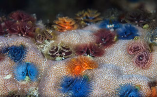 Màu sắc của loài này cũng hết sức đa dạng: đỏ, cam, vàng và xanh.