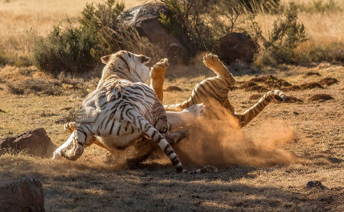 Hổ trắng vật đối thủ ngã ngửa ra đất và giành chiến thắng. Hổ cam lăn trên cát vài vòng rồi rút lui.