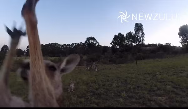 Chú kangaroo tinh nghịch tấn công máy bay.