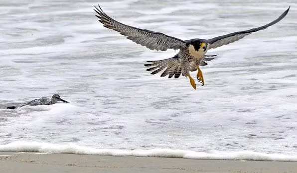 Trong khi con chim dẽ còn đang loay hoay thì chim cắt lớn đã cố gắng quắp mồi lên khỏi mặt nước. Chim cắt cái thường có thân hình to hơn chim đực khoảng 30% nhưng cả 2 đều có những sọc vằn trên bộ lông hết sức đặc biệt.