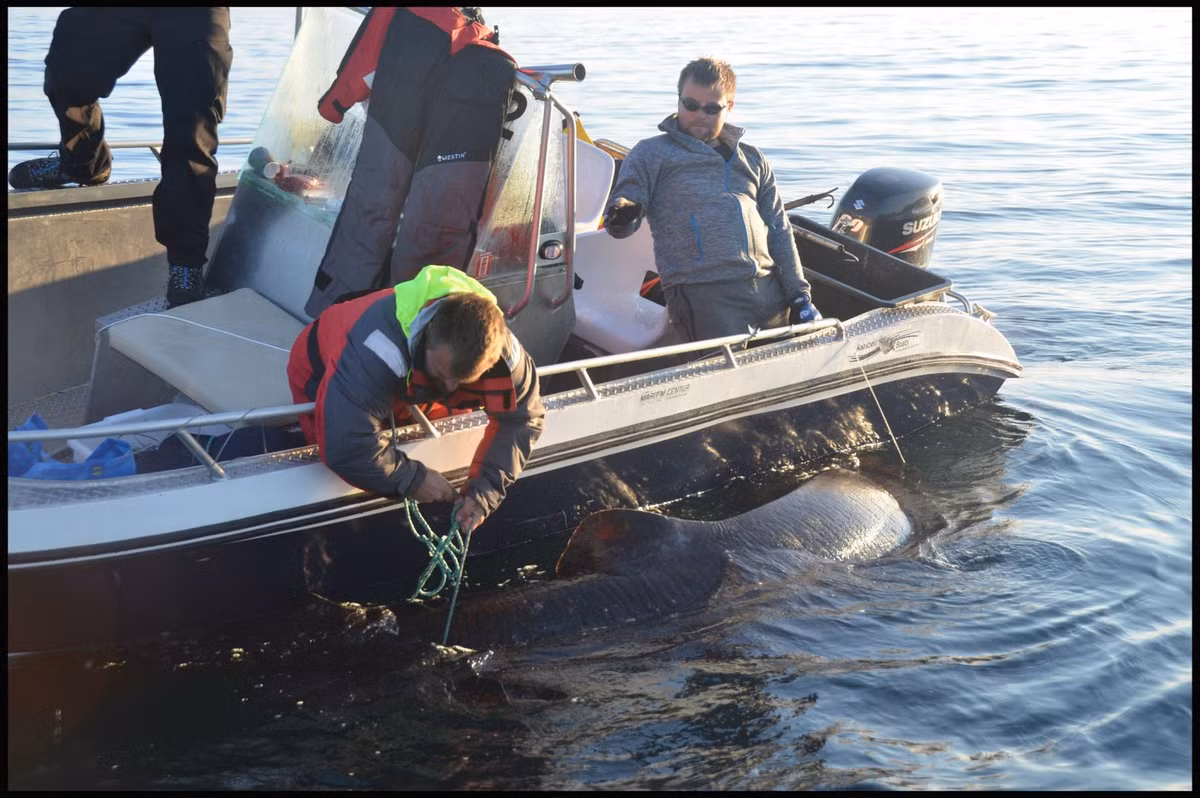 Người công nhân xây dựng này mất gần một tiếng rưỡi để khuất phục được con cá này, một lúc sau có thêm bạn bè của Joel đến giúp anh bắt con cá. Đây thực sự là một con "quái vật" cá mập khi trọng lượng của nó gần 600kg, dài 4m và được cho là đã 200 tuổi.