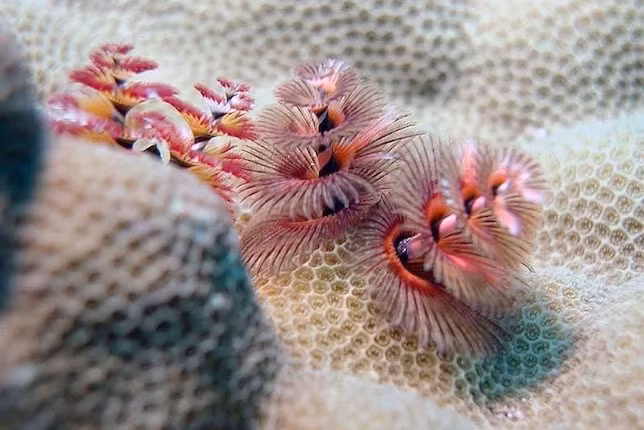 Chúng thường sinh sống ở những vùng nước cạn, khoảng 3-30m dưới mực nước biển.