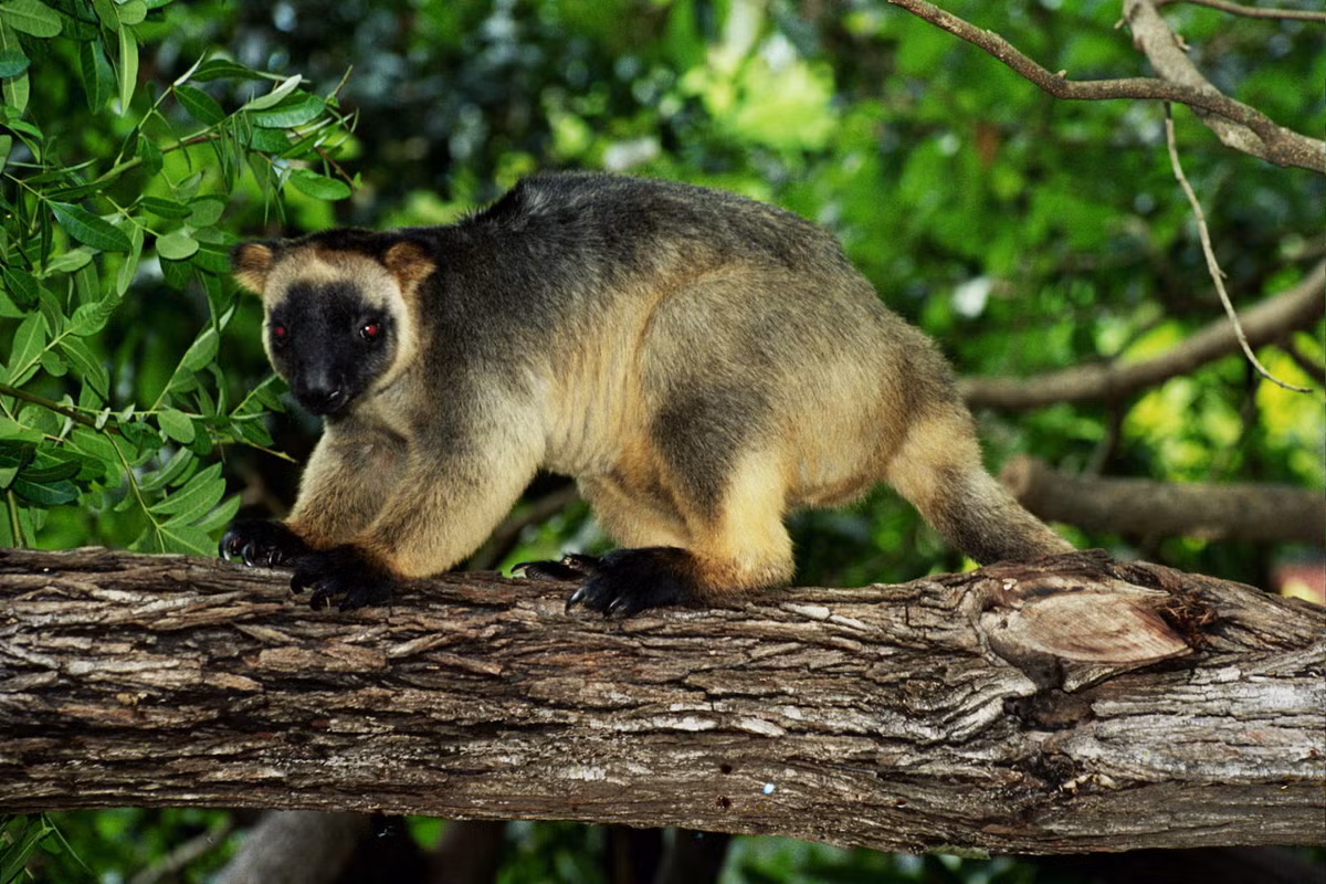 Sau khi thưởng thức xong, chúng thường thả rơi tự do tất cả phần còn lại của con mồi xuống mặt đất. Loài này thường được tìm thấy ở khu vực Queensland, Australia.