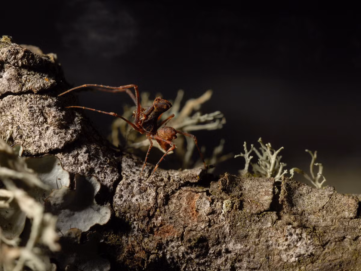 Những cá thể của loài này thường được tìm thấy ở Australia, Nam Mỹ, và Madagascar.