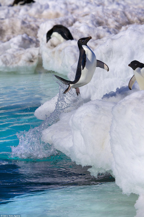 Con chim này còn rất điệu đà khi nhảy nữa.