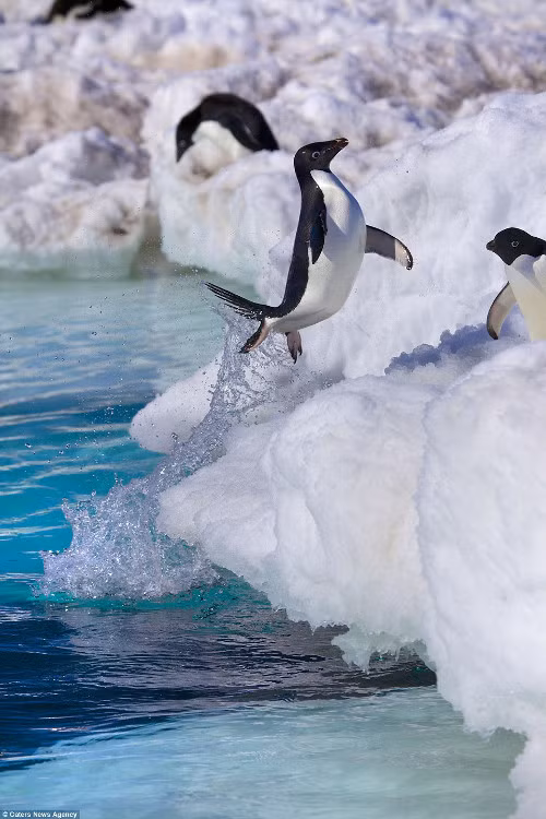 Con chim này còn rất điệu đà khi nhảy nữa.