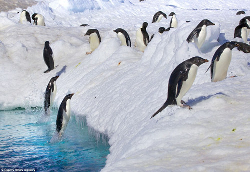 Frederique Olivier phải rất kiên nhẫn mới chụp được những bức ảnh tuyệt đẹp này.