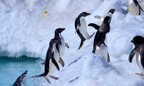 Những chú chim cánh cụt để cánh ra sau và lấy chân đạp bật lên.