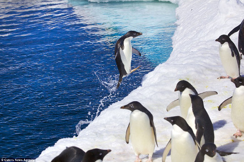 Nhiếp ảnh gia vô cùng thận trọng để tránh làm phiền chú chim cánh cụt trưởng thành cho chim non ăn.