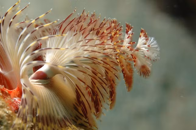 Mỗi cụm 2 cây thông Giáng sinh nhỏ bé này chỉ là một phần của toàn bộ con giun, được coi như hai chiếc vương miện xinh xắn của chúng.