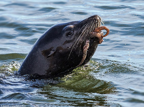 Tuy nhiên, những nỗ lực của bạch tuộc không thể thắng được hải cẩu khát mồi.