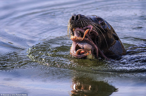Nó mở miệng rộng, nuốt tất cả các xúc tu của con mồi.