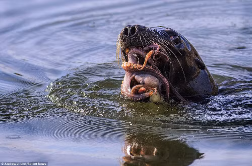 Nó mở miệng rộng, nuốt tất cả các xúc tu của con mồi.
