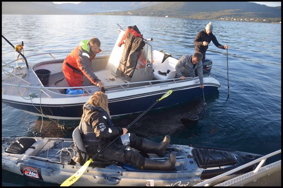 Tuy nhiên, khi cá cắn câu, trọng lượng quá lớn và sức quẫy của con cá này là không tưởng nên Joel đã phải gắn cần câu vào quanh bụng mình mặc cho việc đó rất nguy hiểm vì nếu không giữ được, Joel sẽ lao thẳng xuống nước lạnh và có thể trở thành thức ăn của chính con mồi mình câu. Chính việc buộc cần câu vào quanh bụng mình để quyết tâm câu được con "quái vật" đã khiến cho dạ dày của Joel bị bóp nghẹt và bị thương nhẹ bởi những vết bầm tím.