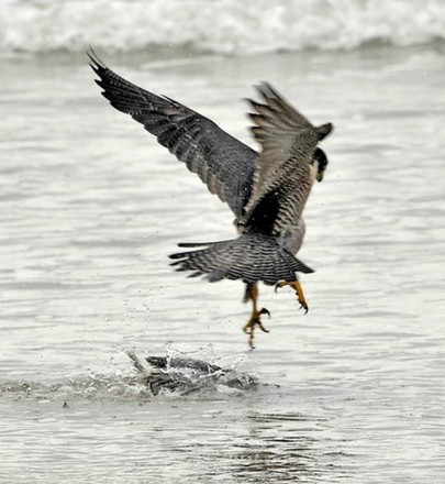 Nỗ lực không mệt mỏi, chim cắt tiếp tục tìm cách nhấc con mồi lên khỏi mặt nước. Chim dẽ khá thông minh, lợi dụng nước và sóng để tránh những cú móc tử thần.