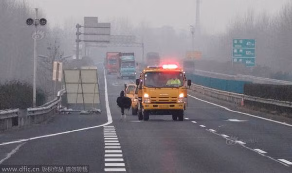 Cuối cùng, nó bị 2 chiếc xe chặn lại và bị cảnh sát giao thông trên cao tốc bắt.