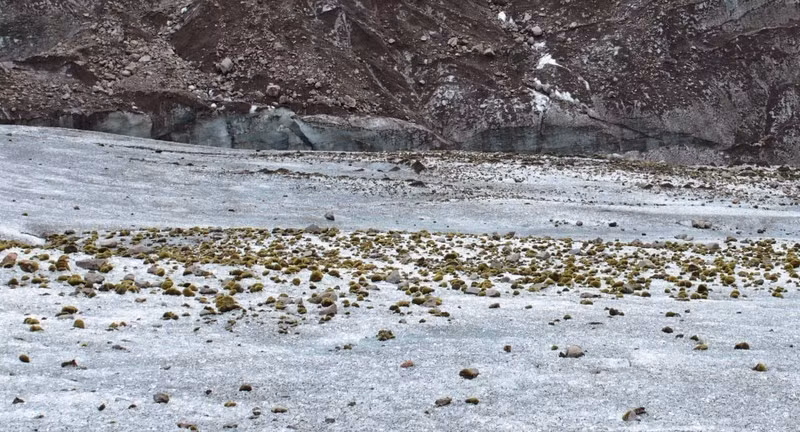 Sau nhiều năm phát triển, các hòn đá băng này trông giống như những con chuột với kích cỡ một quả bóng màu xanh lá cây của lông tơ thực vật.
