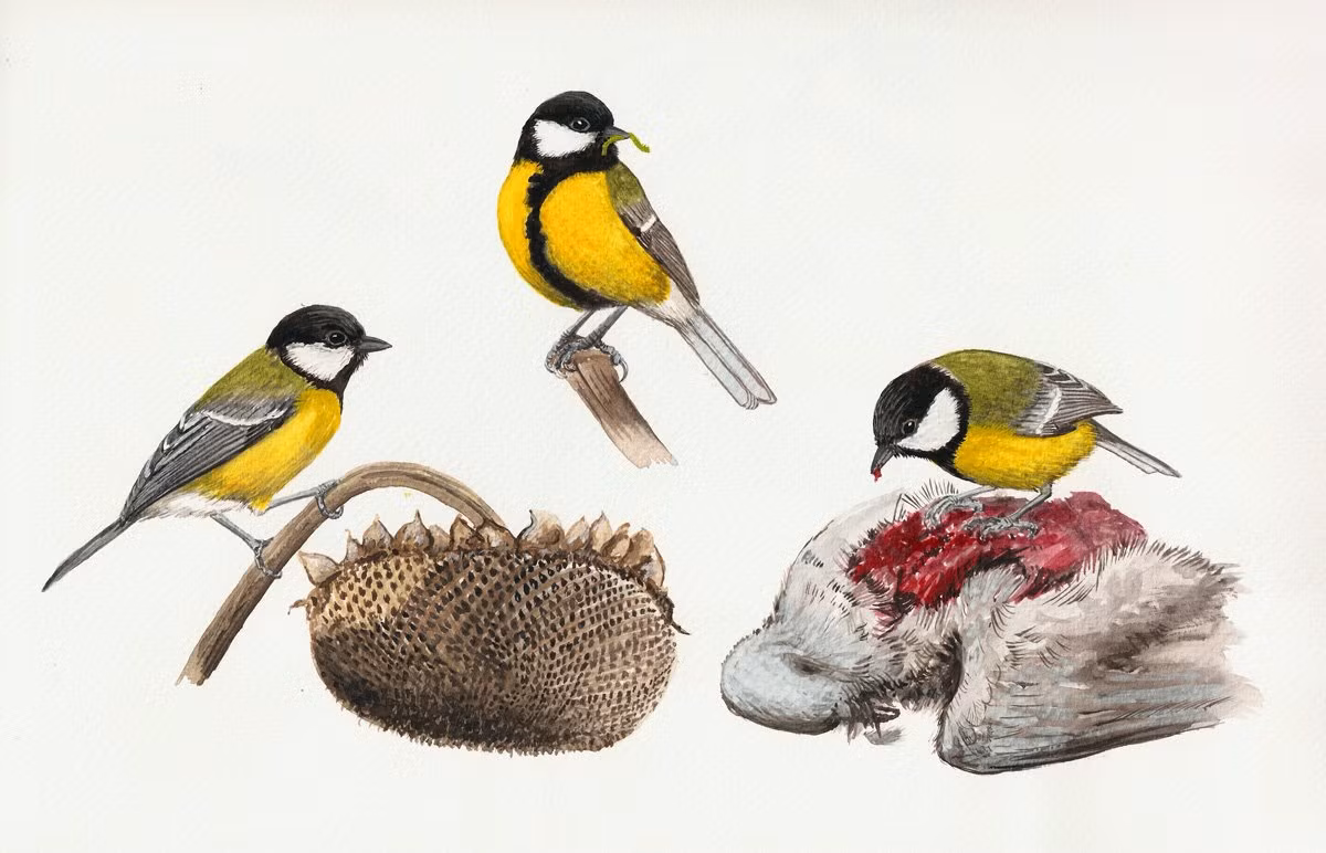 Khi thức ăn trở nên khan hiếm, chúng sục sạo quanh các bãi rác, thậm chí mổ vỡ cả chai thủy tinh để tìm thức ăn bên trong. Ngoài ra, chúng còn “mở tiệc” bằng cách “xử trảm” vài con dơi đang ngủ đông trước khi ăn não và một số bộ phận của con mồi.