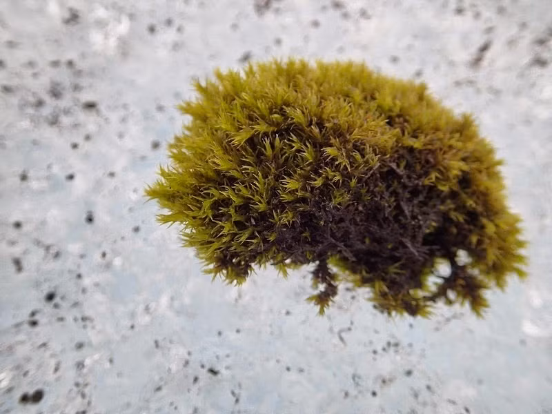 Chuột đá bằng hầu hết đã được phát hiện trên các sông băng ở Iceland, Bắc, Nam Mỹ và Himalaya.